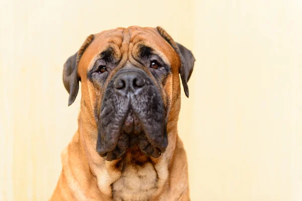 Портрет собаки бульмастифа — стоковое фото
