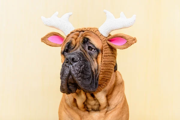 Bullmastiff psa w zimie kapelusz — Zdjęcie stockowe