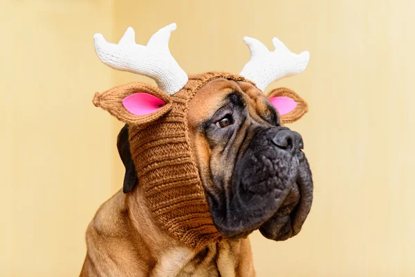 Bullmastiff σκυλί στο καπέλο του χειμώνα — Φωτογραφία Αρχείου