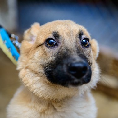 sığınak içinde evsiz köpek yavrusu