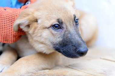 sığınak içinde evsiz köpek yavrusu