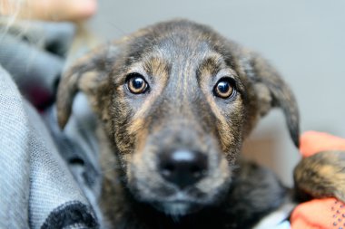 sığınak içinde evsiz köpek yavrusu