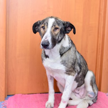 köpekle uzvunu pençe