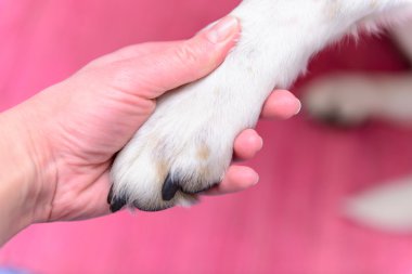 dog paw in human hand clipart