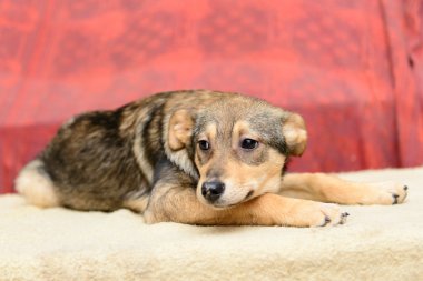 sığınak içinde evsiz köpek yavrusu