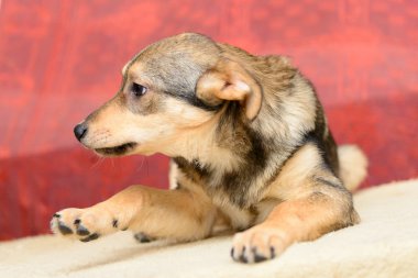 sığınak içinde evsiz köpek yavrusu