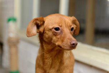 sığınak içinde evsiz köpek yavrusu