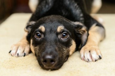 sığınak içinde evsiz köpek yavrusu