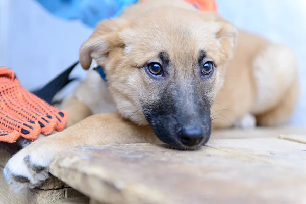 Homeless puppy in shelter — Stock Photo, Image