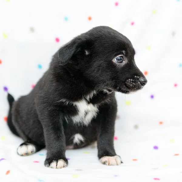 Pequeño cachorro negro — Foto de Stock
