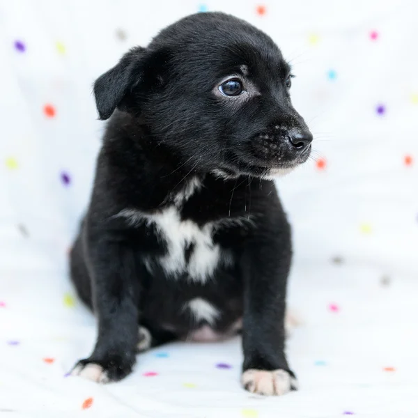 Pequeño cachorro negro — Foto de Stock