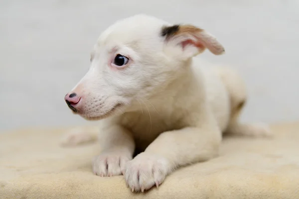 Obdachloser Welpe im Tierheim — Stockfoto