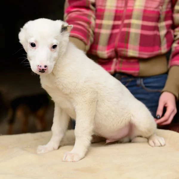 Homeless puppy in shelter — Stock Photo, Image