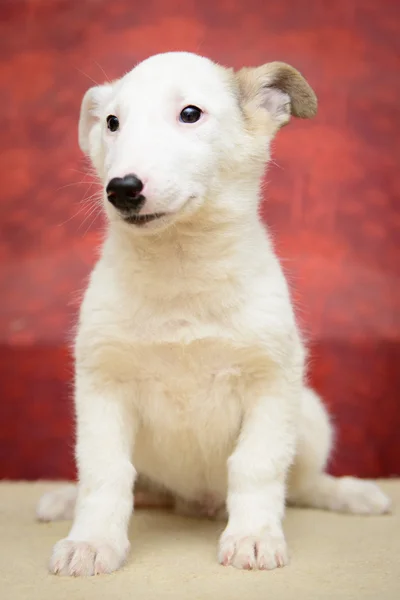 Cachorrinho sem abrigo no abrigo — Fotografia de Stock