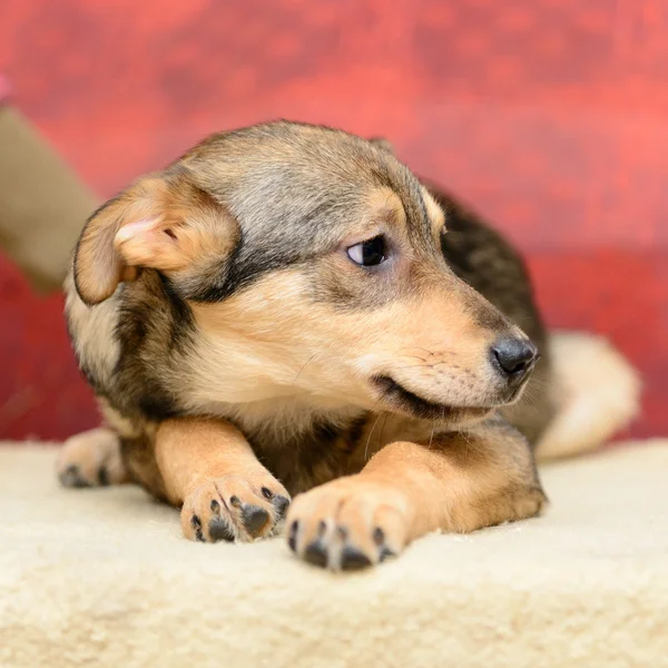 Cachorrinho sem abrigo no abrigo — Fotografia de Stock