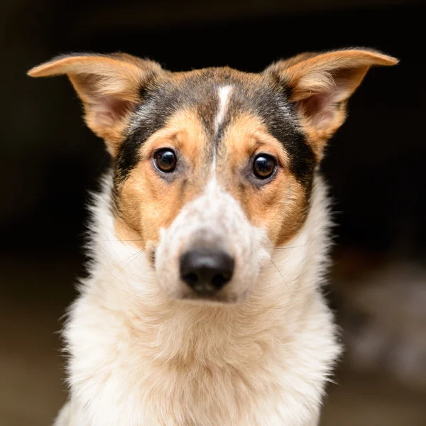 Homeless puppy in shelter — Stock Photo, Image