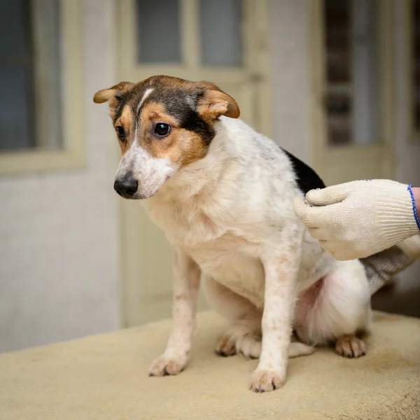 Homeless puppy in shelter — Stock Photo, Image