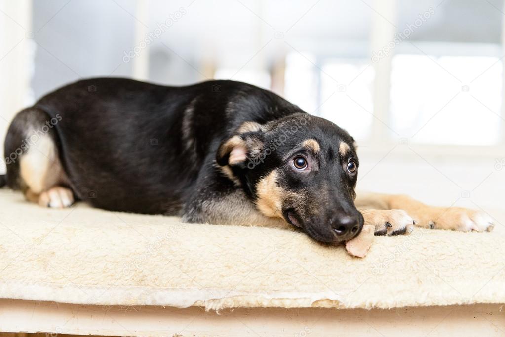homeless puppy in shelter