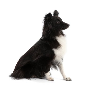 Beyaz arka planda oturan siyah beyaz Shetland Çoban Köpeği