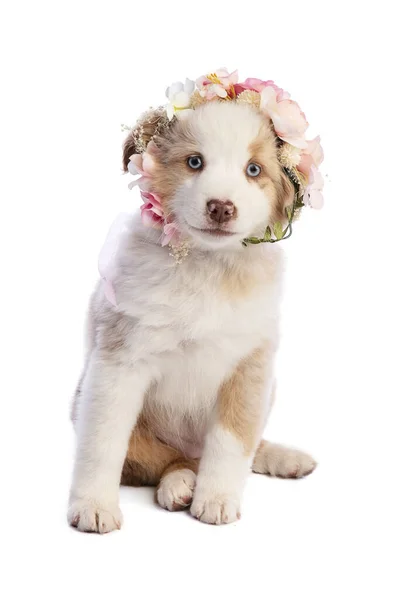 Australian Shepherd Puppy Dengan Bunga Latar Belakang Putih — Stok Foto