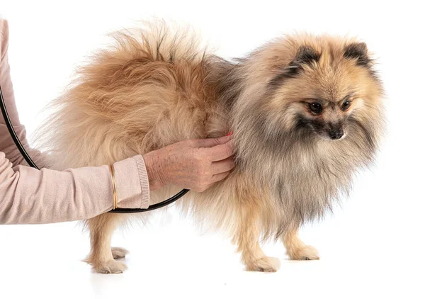 Brown Pomeranian Heepdog Fica Verificado Fundo Branco — Fotografia de Stock