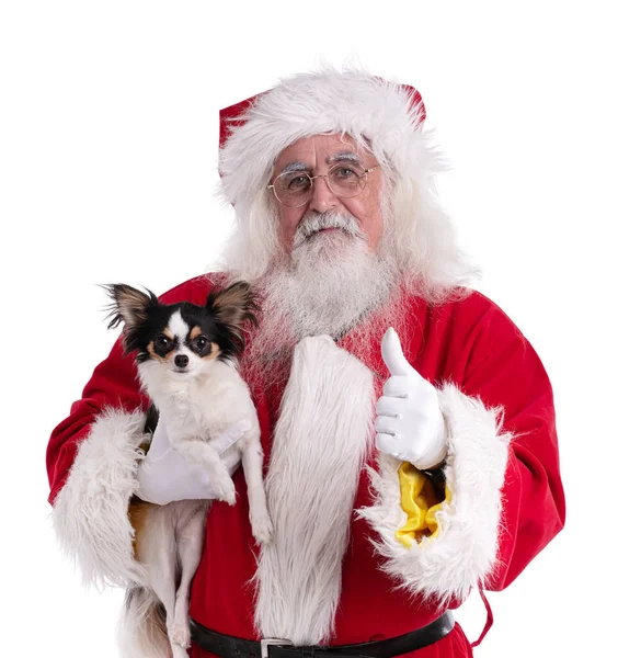 Der Weihnachtsmann Mit Einem Ichihuahua Den Händen Auf Weißem Hintergrund — Stockfoto