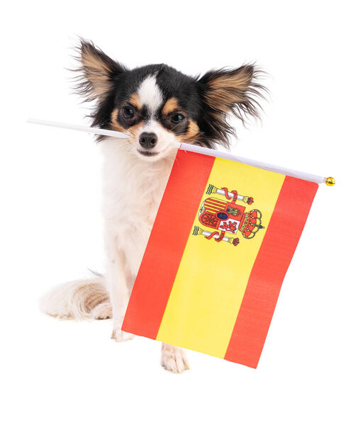 Chihuahua with a flag  of Spain on white background