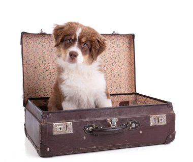 Beyaz arka planda bavulu olan Avustralya Çoban Köpeği.