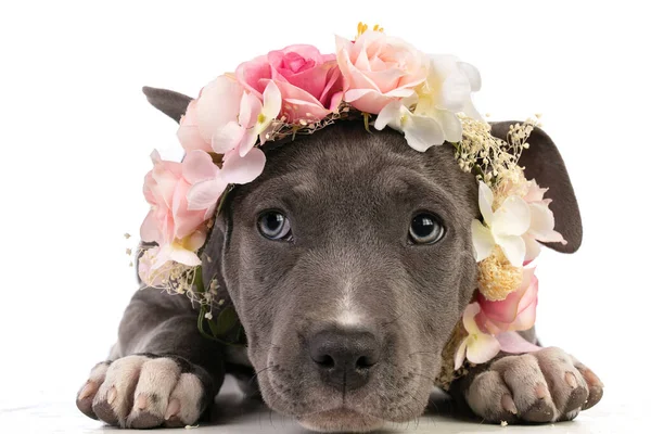 Puppy american staffordshire terrier with flowers on white background