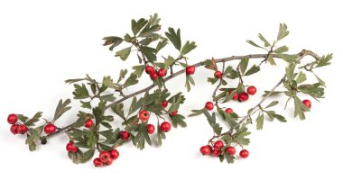 Azarol (Crataegus azarolus) kırmızı meyveler ve beyaz arka planda yapraklar ile ağaç dalı