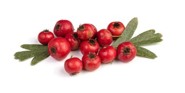 Azarol (Crataegus azarolus) kırmızı meyveler ve beyaz arka planda yapraklar ile ağaç dalı