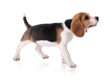 Yavru köpek beyaz arka planda hareketsiz duruyor