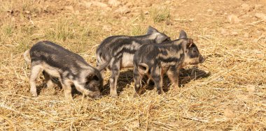 Çiftlikteki yünlü yavru domuzlar