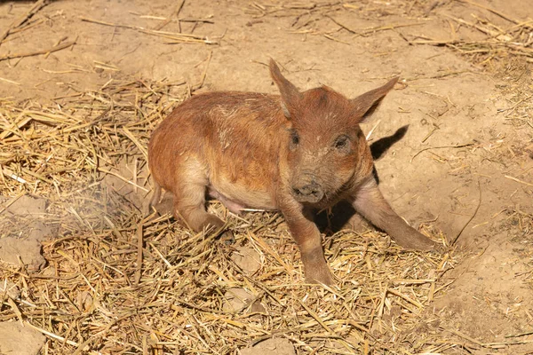 Porcs Laineux Images Libres De Droit Photos De Porcs Laineux Depositphotos