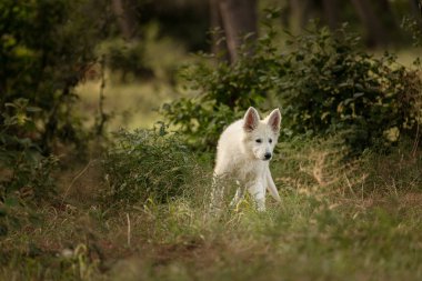 İsviçre Çoban Köpeği Çimlerde