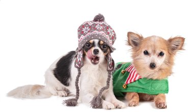 Noel için arka planda giyinmiş iki chihuahua.
