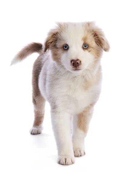 Australian Shepherd Puppy Pada Latar Belakang Putih — Stok Foto