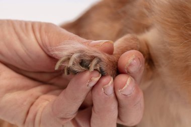 Uzun pençeli bir Chihuahua.
