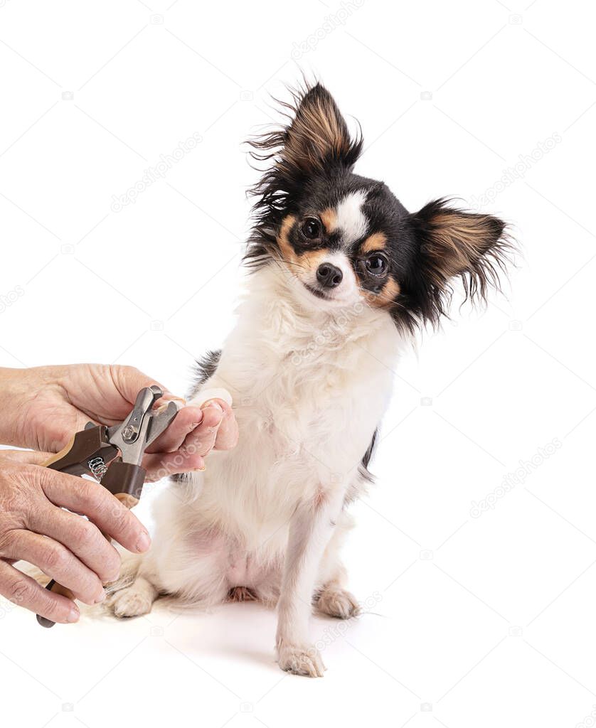 Person who cuts the top long claws of a chihuahua on a white background