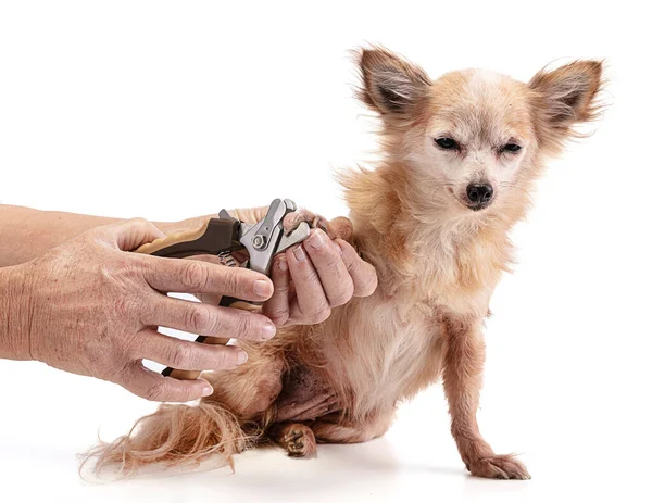 Persona Que Corta Las Garras Largas Superiores Chihuahua Sobre Fondo — Foto de Stock