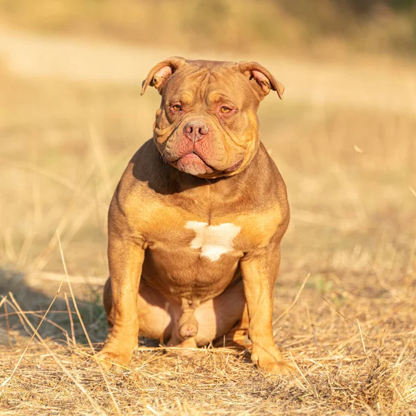 Joven Marrón Americano Bully Aire Libre — Foto de Stock