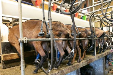  Kahverengi keçi çiftliğinde süt sağma salonu 