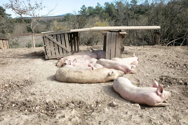 Большие Свиньи Спят Ферме — стоковое фото