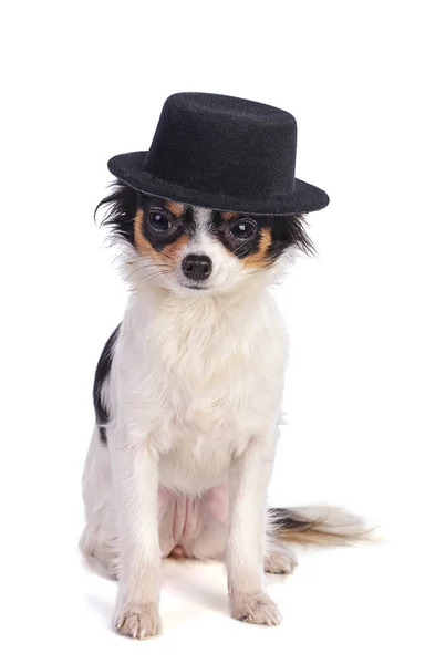 Zittende Chihuahua Met Zwarte Hoed Witte Achtergrond — Stockfoto
