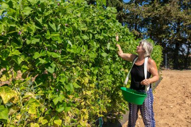 Dikey çitte fasulye toplayan bir kadın büyümüş.