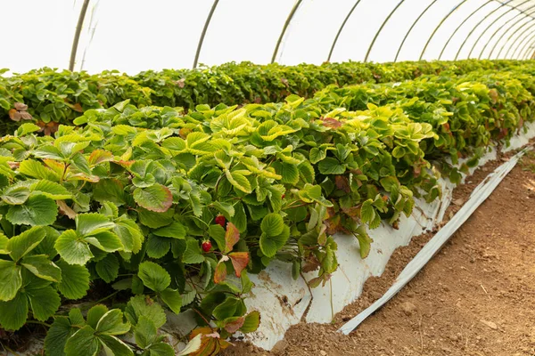 Pflanzen Die Auf Kunststoffmulch Wachsen Erdbeerpflanzen Gewächshäusern Auf Dem Boden — Stockfoto