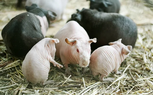 Cerdo Guinea Sin Pelo Con Bebé Paja — Foto de Stock