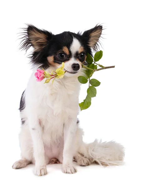 Chihuahua Met Een Roos Mond Liefde Vieren Een Witte Achtergrond — Stockfoto