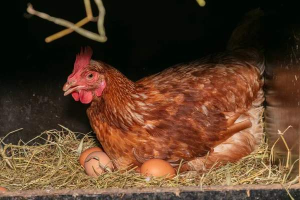 nid de paille pour ponte de poule,poulailler Stock Photo