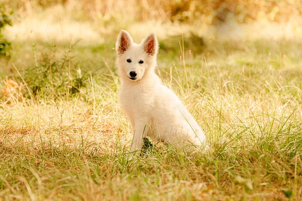 Swiss Shepherd Puppyin Grass Freedom — Stock Photo, Image